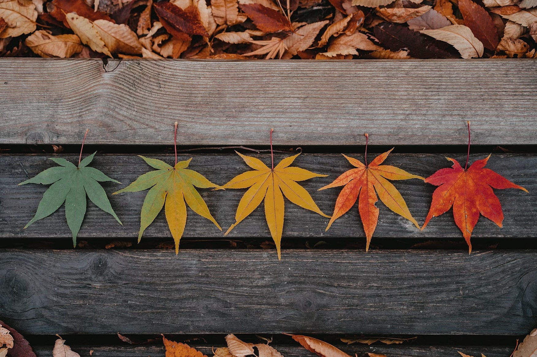 Colorful leaves arranged on wooden surface.